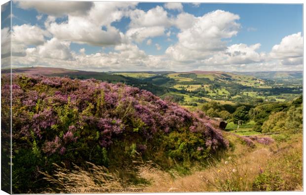 Heather overlooking Hathersage Canvas Print by Lisa Hands
