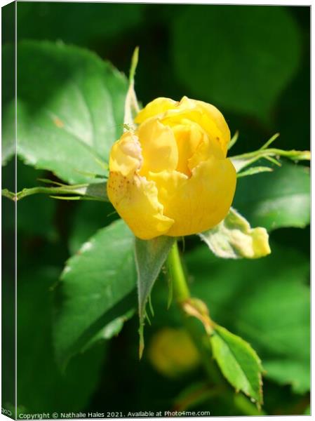 Yellow Rose Bud Canvas Print by Nathalie Hales