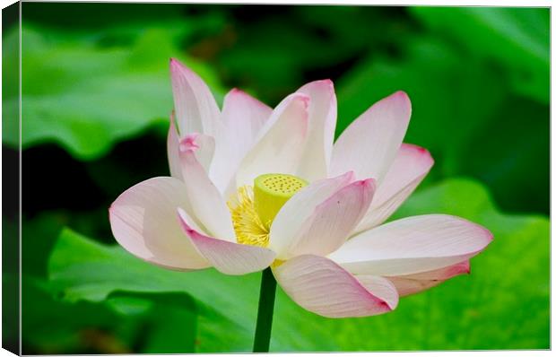 Lotus Flower at the Old Summer Palace Beijing Canvas Print by Nathalie Hales