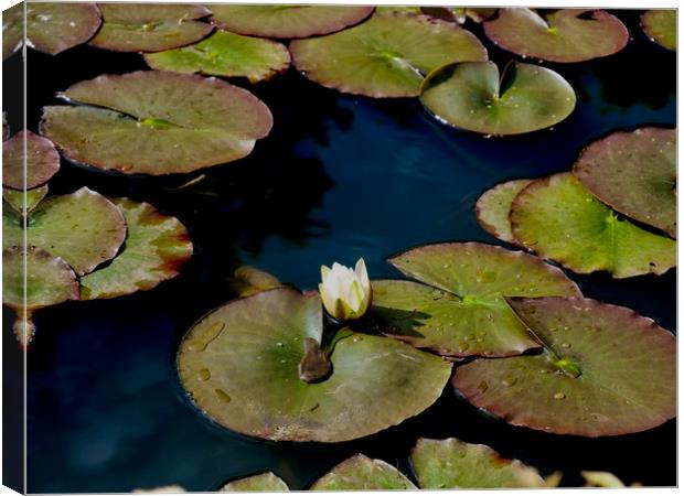 Lily Pads in the Sun Canvas Print by Nathalie Hales