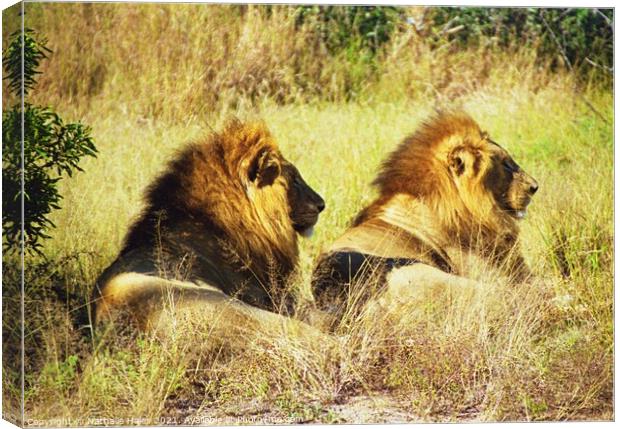 Two Male Lions chilling in the sun Canvas Print by Nathalie Hales