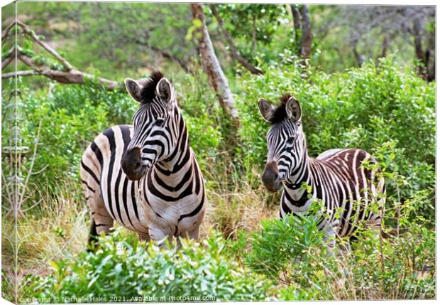 Zebras in the Bush Canvas Print by Nathalie Hales