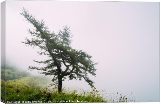 Lonely tree in the mist Canvas Print by Juan Jimenez
