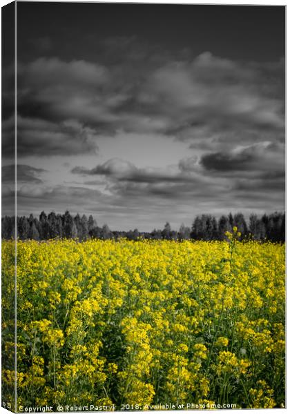 Rapeseed field and dark clouds in Poland. Canvas Print by Robert Pastryk