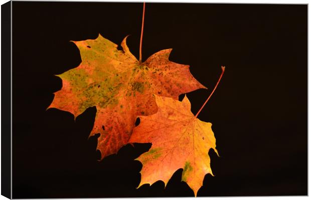 Autumn Glory Canvas Print by Neil Greenhalgh