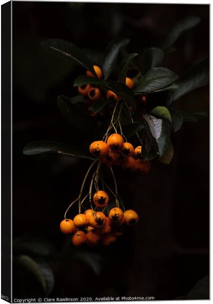 Autumn Berries Canvas Print by Clare Rawlinson