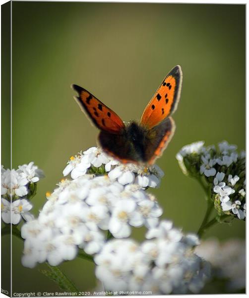 Small Copper butterfly on Cowslip flowers Canvas Print by Clare Rawlinson