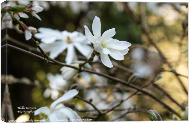 White Magnolia  Canvas Print by Holly Burgess
