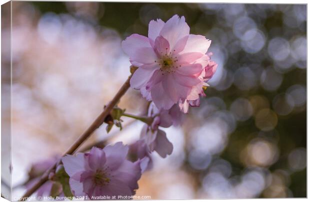 Japanese, Cherry blossom very delicate flower  Canvas Print by Holly Burgess