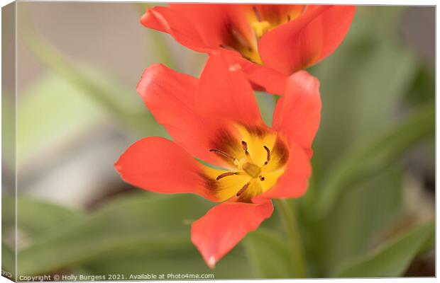 Red Tulip Flower, flora,  Canvas Print by Holly Burgess