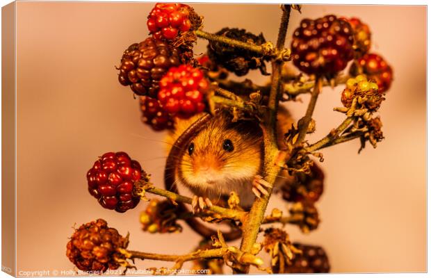 Harvest Mice wrapped round fresh fruit  Canvas Print by Holly Burgess