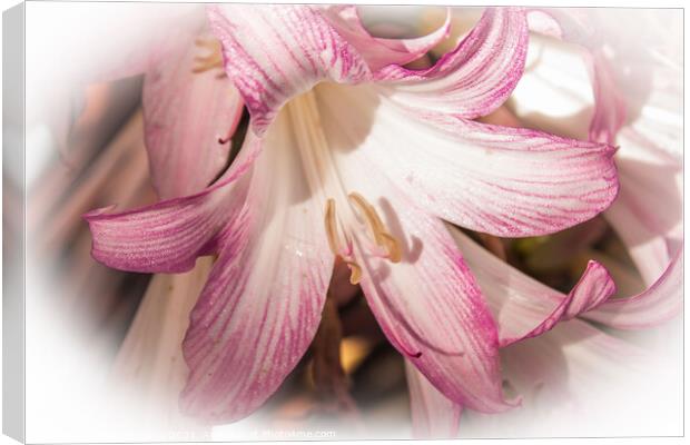 Lily pink in a filter surround  Canvas Print by Holly Burgess