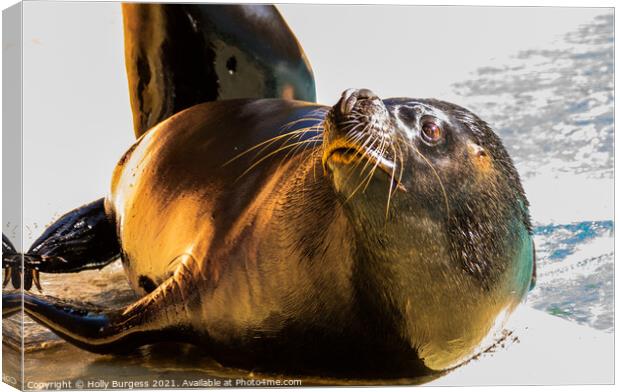 Seal mammal, wild of the sea Canvas Print by Holly Burgess