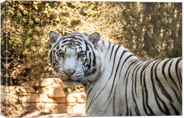 White Tiger related to the bengal Tiger  Canvas Print by Holly Burgess