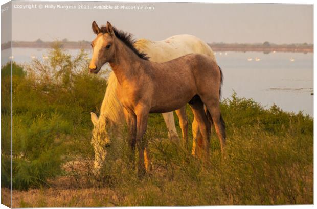 'Camaruge White Horses: Mother and Foal' Canvas Print by Holly Burgess