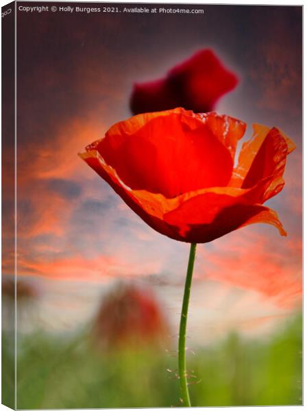 Poppy a flowering plant it is of remembrance of so Canvas Print by Holly Burgess