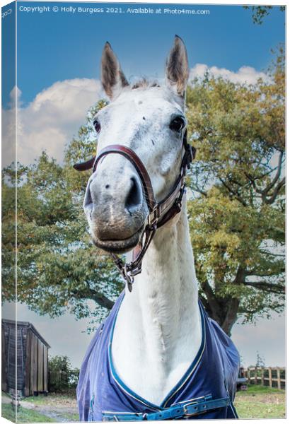 Horse Dapple grey horse Mare Canvas Print by Holly Burgess