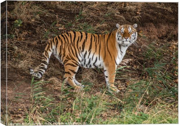 Amur Tiger cat, wild, standing his ground  Canvas Print by Holly Burgess