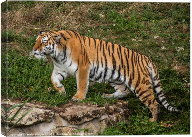Amur Tiger also known as the Siberian tiger  Canvas Print by Holly Burgess