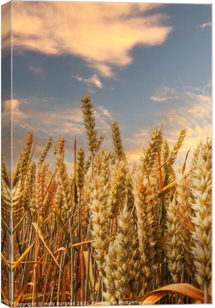 Corn field with the sunsetting over the corn  Canvas Print by Holly Burgess