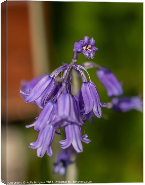 English bluebells from my garden  Canvas Print by Holly Burgess