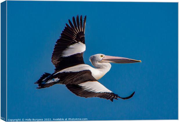 Australian Pelican full wing span flying through the air  Canvas Print by Holly Burgess