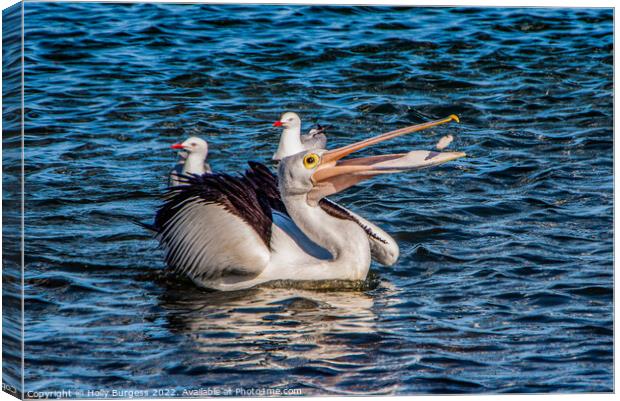 Pelican playing with his food  Canvas Print by Holly Burgess