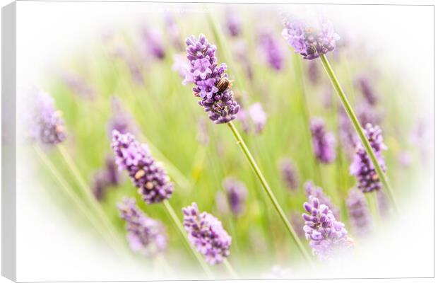 Field of Lavander  Canvas Print by Holly Burgess