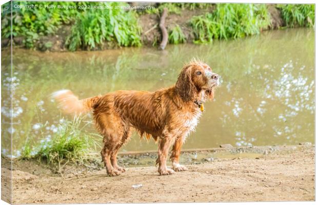 Spaniel's Water Adventure Canvas Print by Holly Burgess