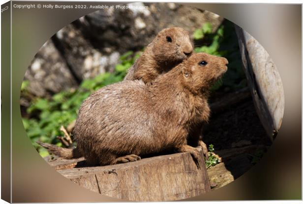 Black tailed Prairie Dog  Canvas Print by Holly Burgess