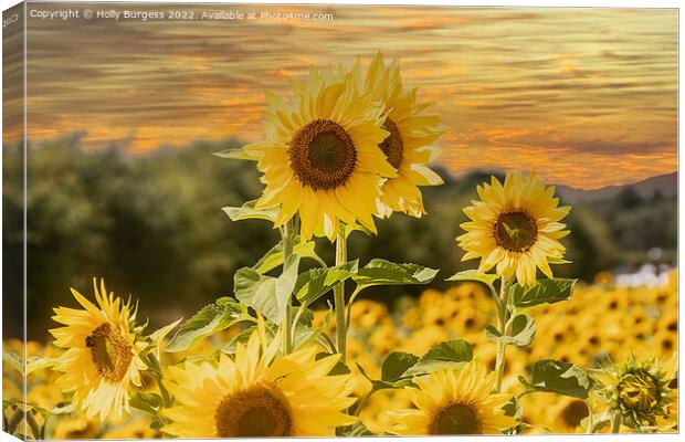 Sunflower Serenade at Sunset Canvas Print by Holly Burgess