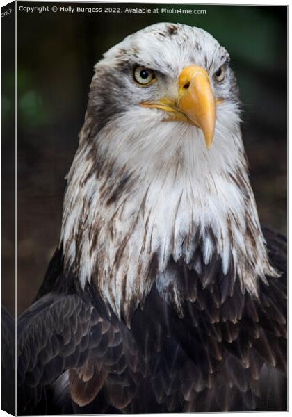 Portrait of Bald  Eagle sitting proud  Canvas Print by Holly Burgess