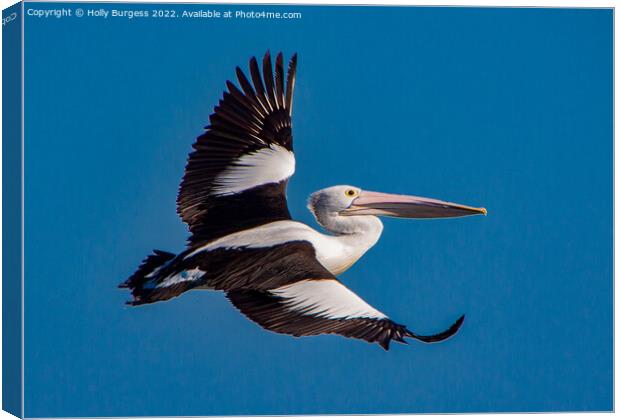Australia Pelican in flight Canvas Print by Holly Burgess
