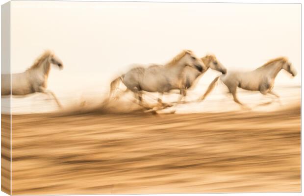 Camargue  White horses galloping in the sand, in France Canvas Print by Holly Burgess