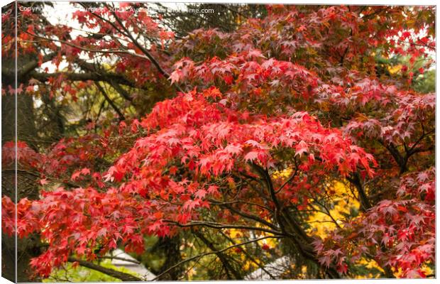 'Japanese Maple's Autumnal Splendour' Canvas Print by Holly Burgess