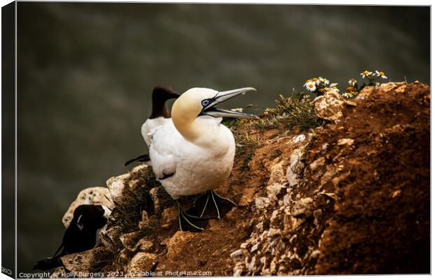 Gannet's Graceful Sojourn at Bempton Edge Canvas Print by Holly Burgess