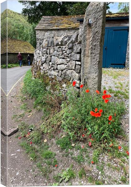 Derbyshire's Timeless StoneWall Adorned with Poppy Canvas Print by Holly Burgess