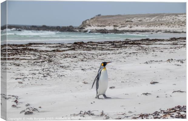 King penguins on Falklands beach  Canvas Print by Holly Burgess