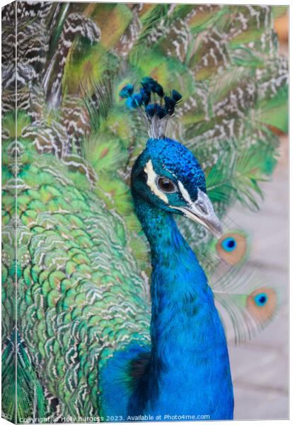 Male Peacock Blue feathers  Canvas Print by Holly Burgess