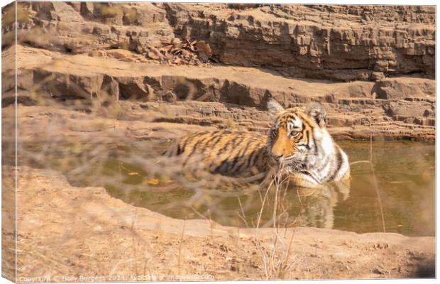 Royal Bengal Tiger in Ranthambore National Park India  Canvas Print by Holly Burgess