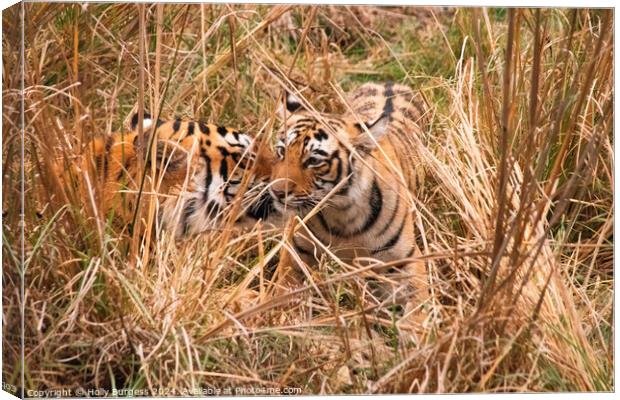 bengal tiger and cub in the Natioanl reserve India  Canvas Print by Holly Burgess