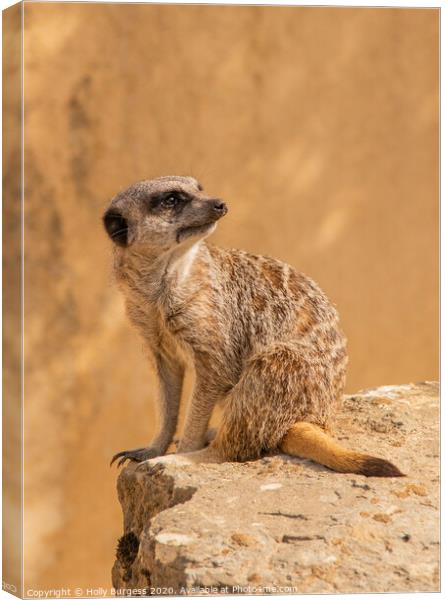 'African Meerkat: The Watchful Suricate' Canvas Print by Holly Burgess