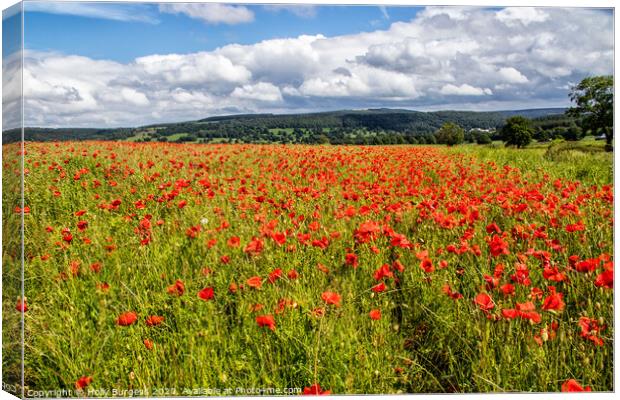 Field of Poppies Canvas Print by Holly Burgess