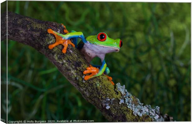 Red Eyed Frog Agalychnis callidryas, Canvas Print by Holly Burgess