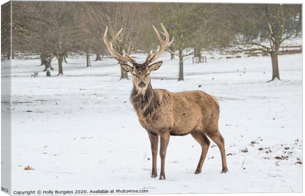Wintertime Drama: Red Stag Encounter Canvas Print by Holly Burgess