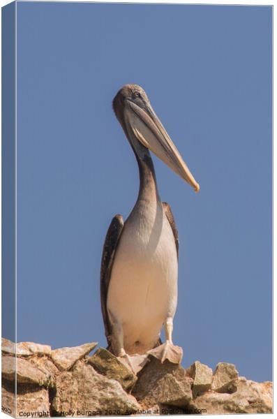 Ballestas Islands, Peruvian Pelican  Canvas Print by Holly Burgess