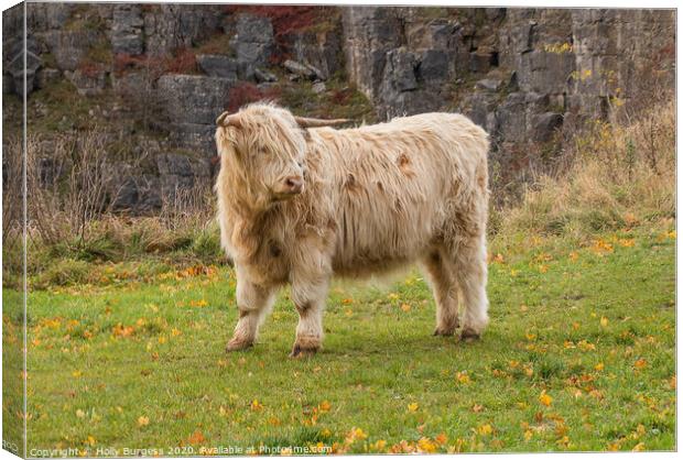 Highland cattle White in Derbyshire  Canvas Print by Holly Burgess