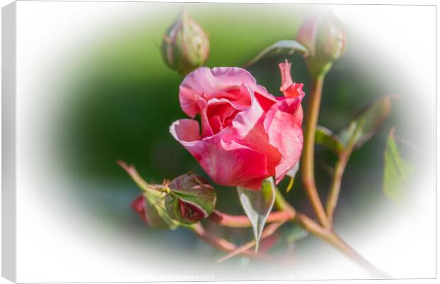Rose, Pink  Canvas Print by Holly Burgess