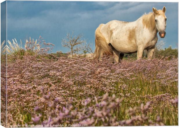 Camargue White  horse in the Heather  Canvas Print by Holly Burgess
