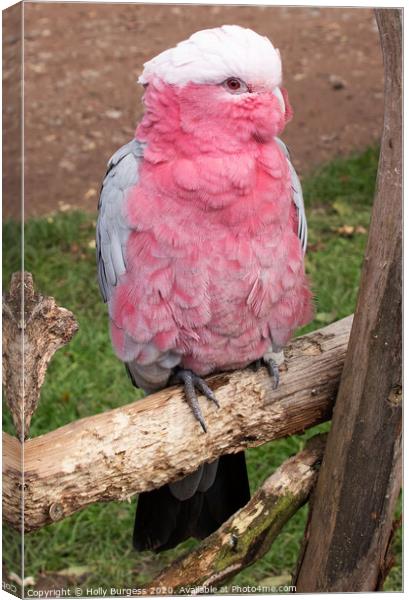 Pink Cockatoo  Canvas Print by Holly Burgess